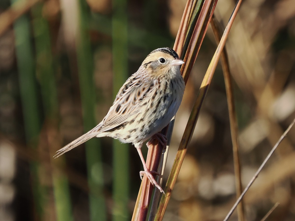 LeConte's Sparrow - ML643932608