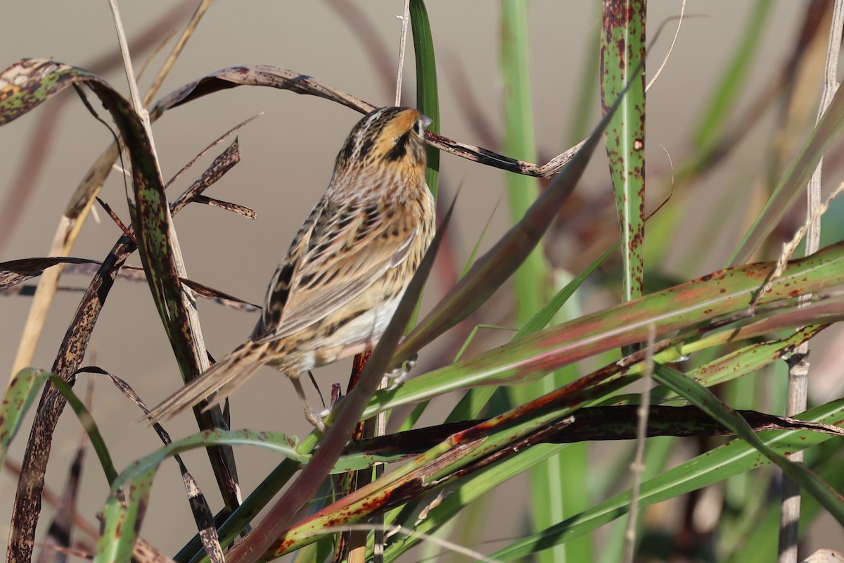 LeConte's Sparrow - ML643932650