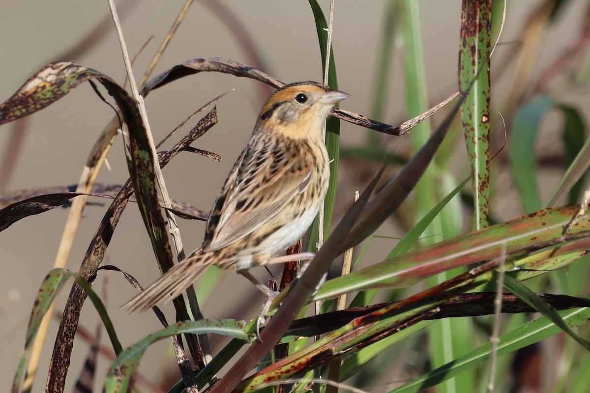 LeConte's Sparrow - ML643932651