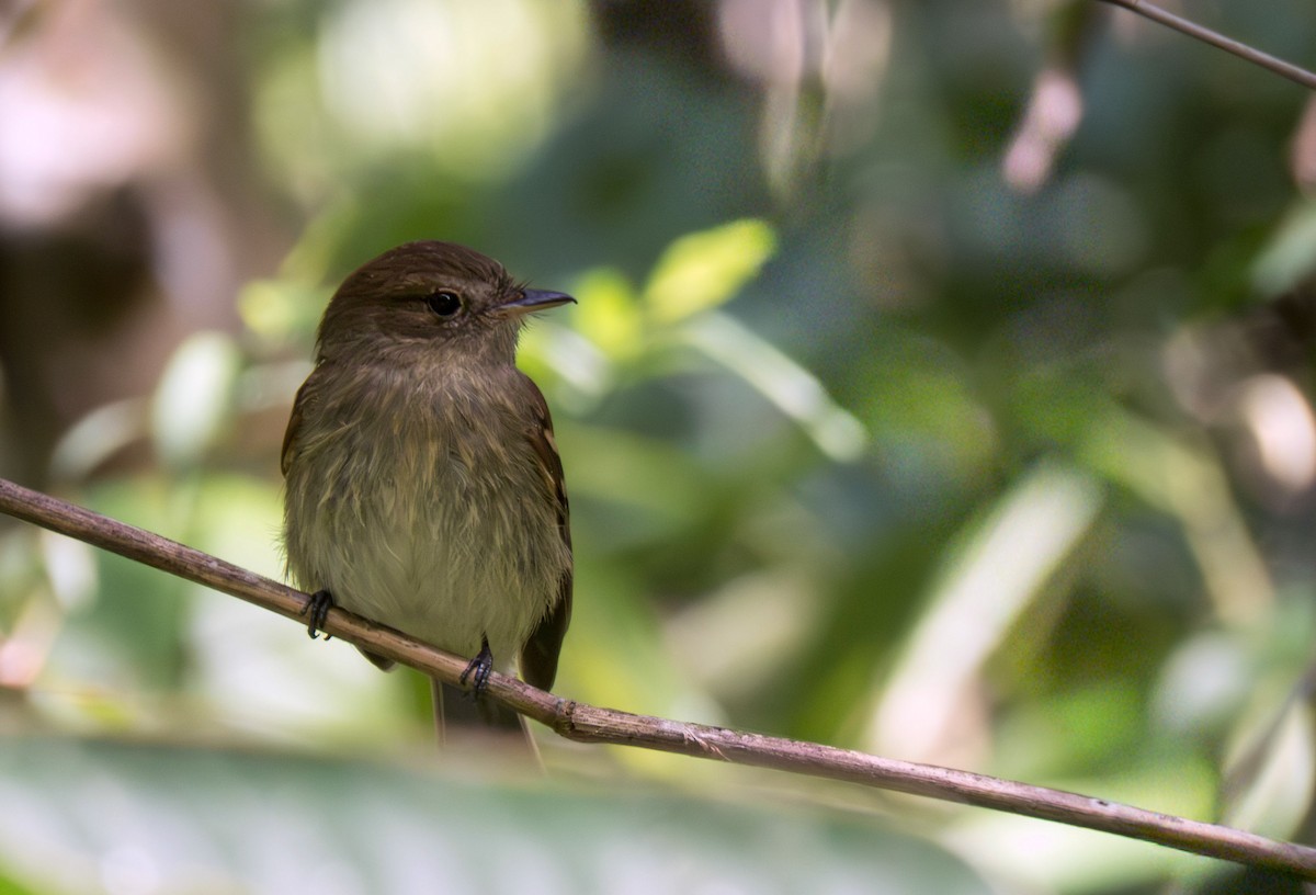 Euler's Flycatcher - ML643932654