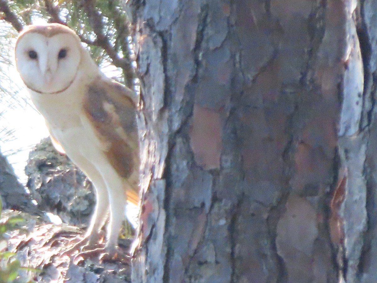 American Barn Owl - ML643932657