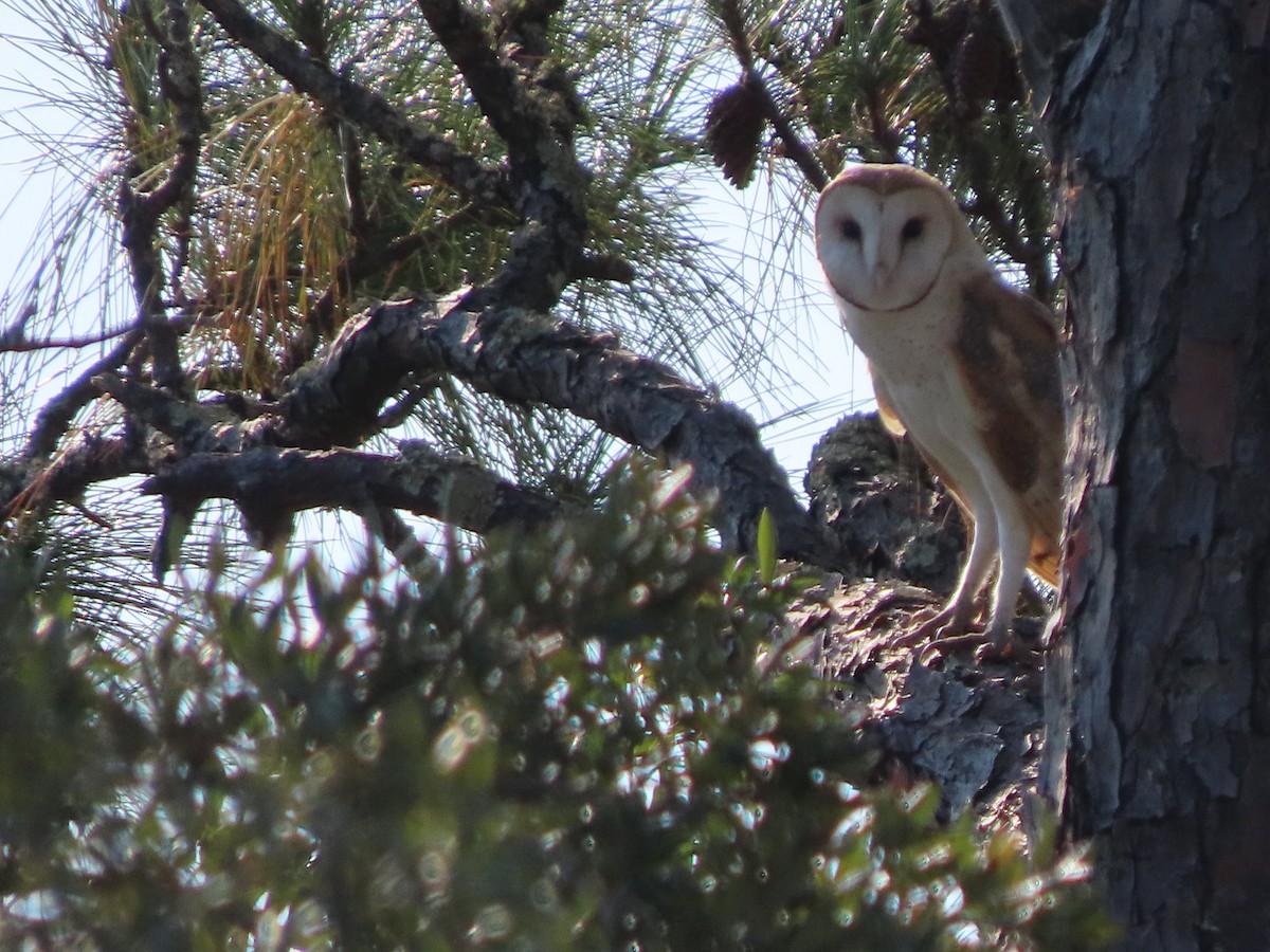 American Barn Owl - ML643932658