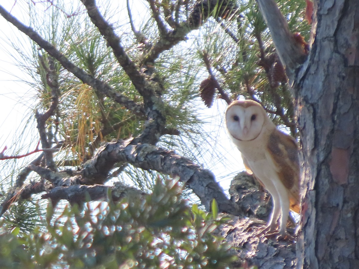 American Barn Owl - ML643932659