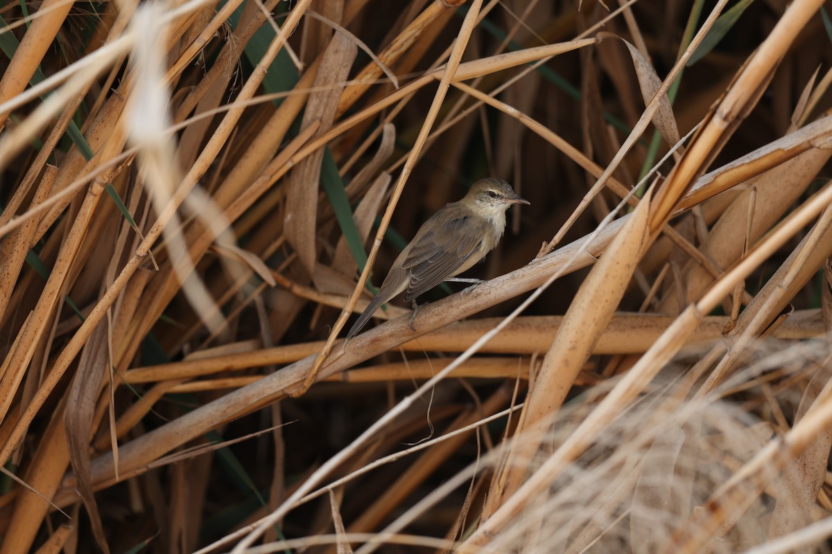 Clamorous Reed Warbler - ML643932660