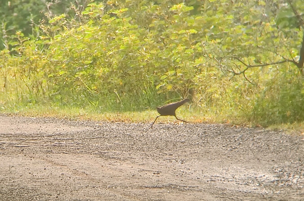 Brown Crake - ML643932682