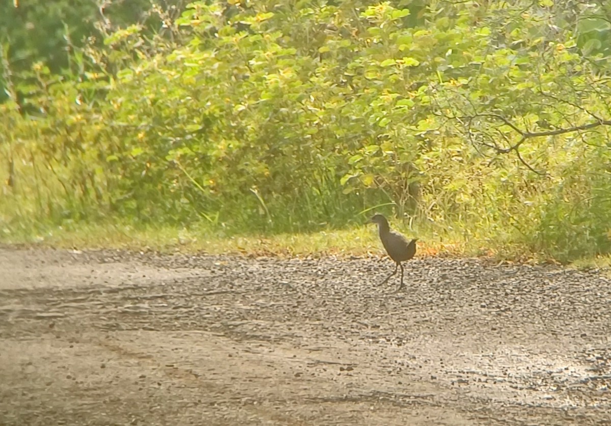 Brown Crake - ML643932683