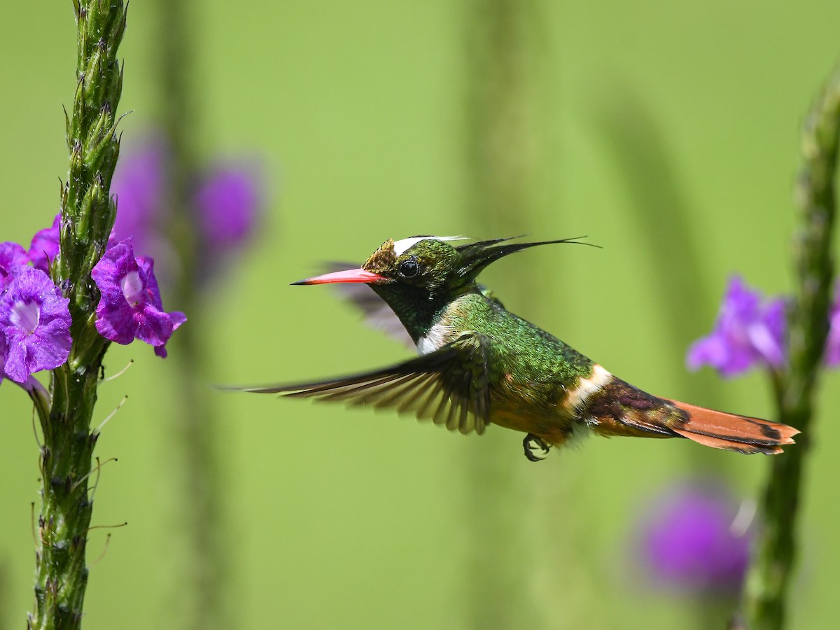White-crested Coquette - ML643932698