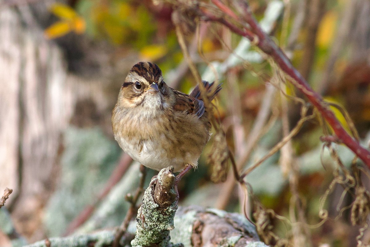 Swamp Sparrow - ML643932700
