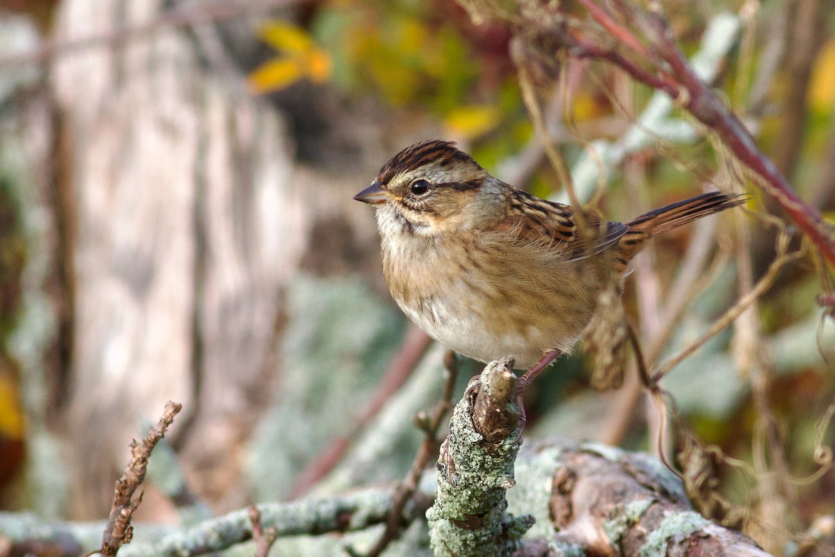 Swamp Sparrow - ML643932701