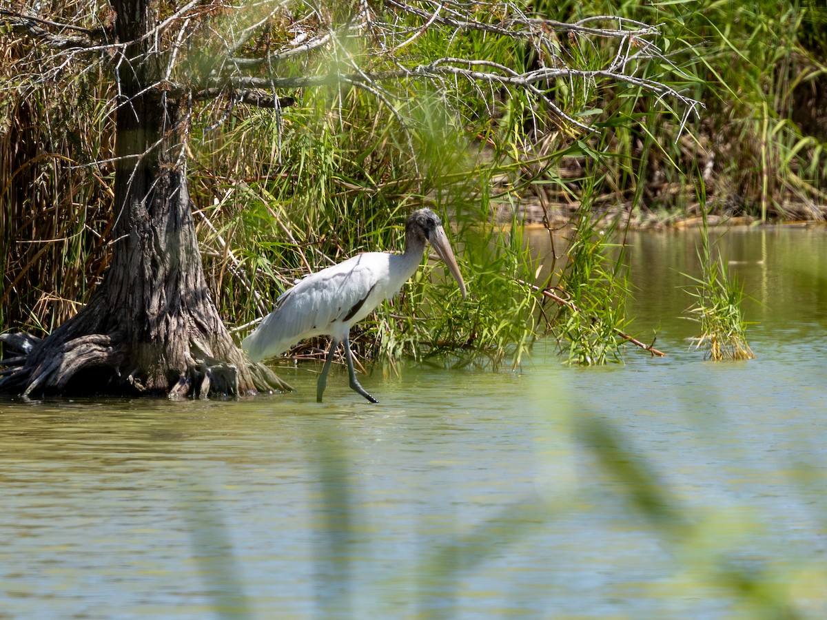 Wood Stork - ML643932704