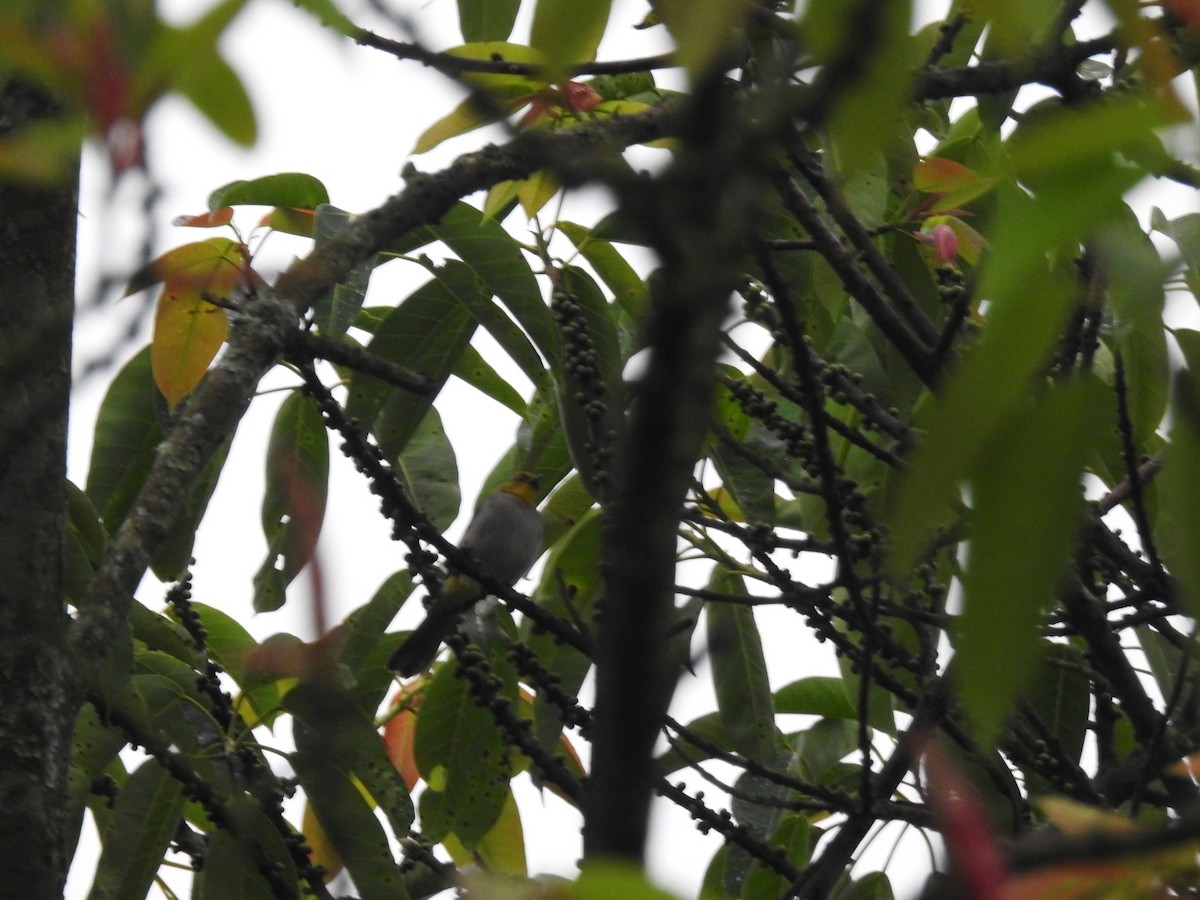 Yellow-throated Bulbul - ML643932707