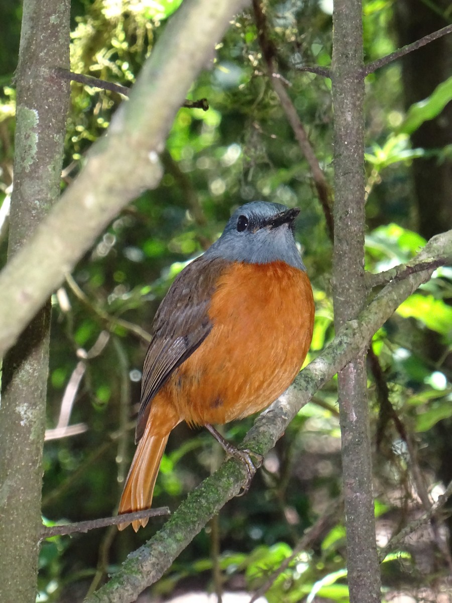 Amber Mountain Rock-Thrush - ML643932720