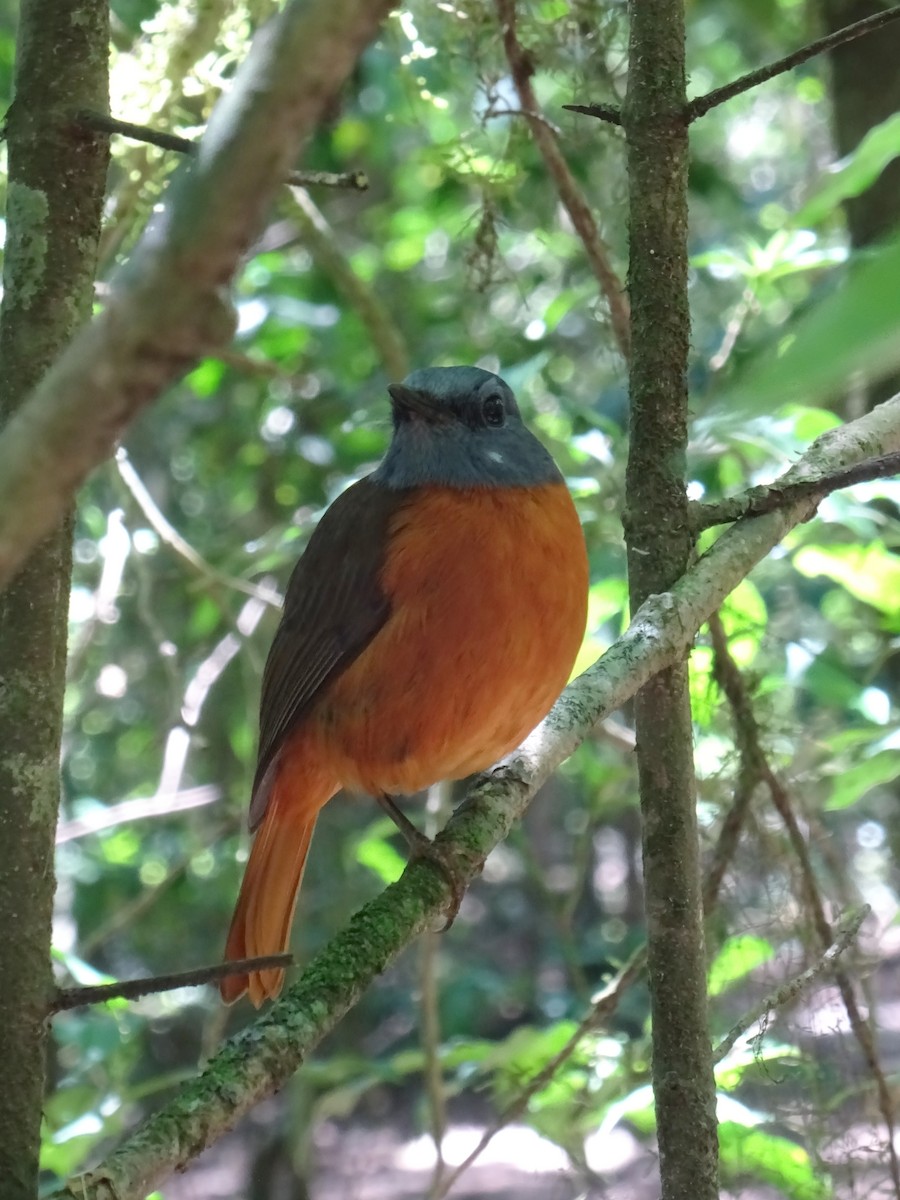 Amber Mountain Rock-Thrush - ML643932721