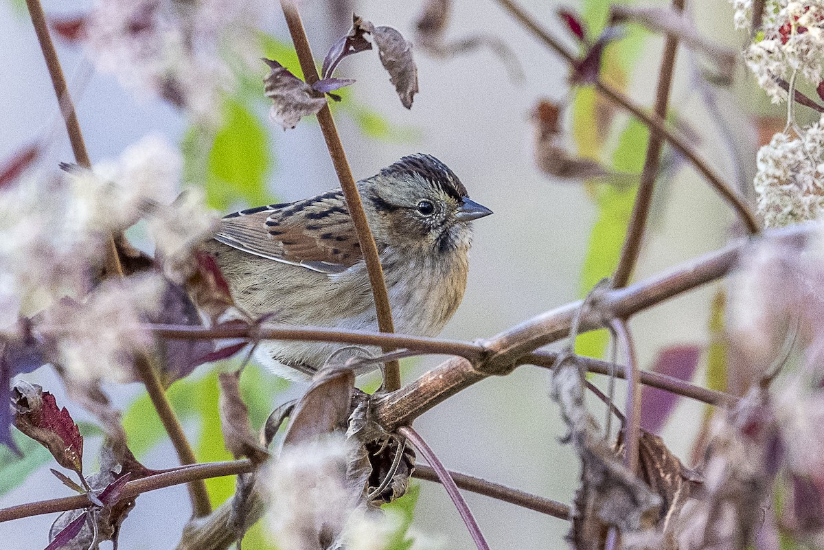 Swamp Sparrow - ML643932731