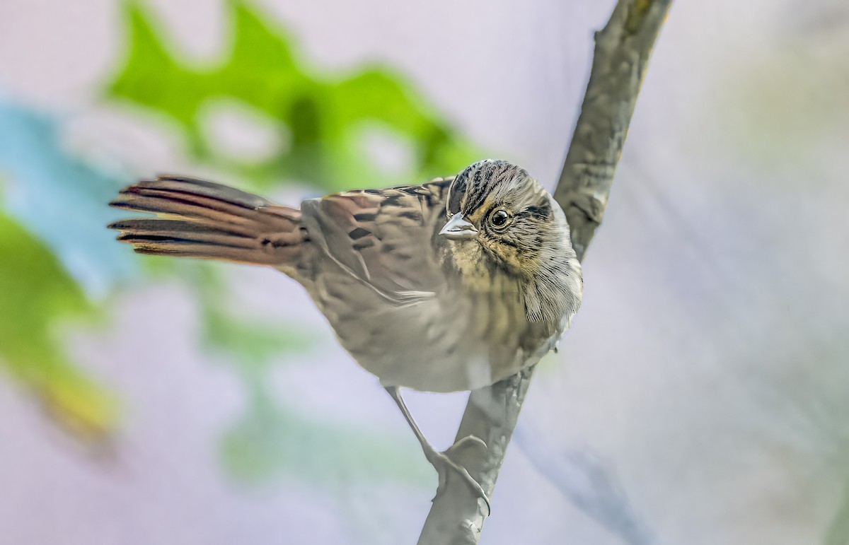 Swamp Sparrow - ML643932733