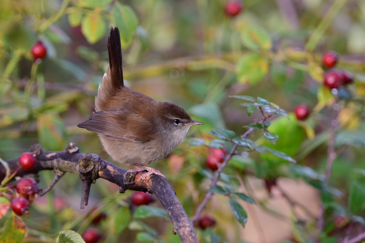 Cetti's Warbler - ML643932754