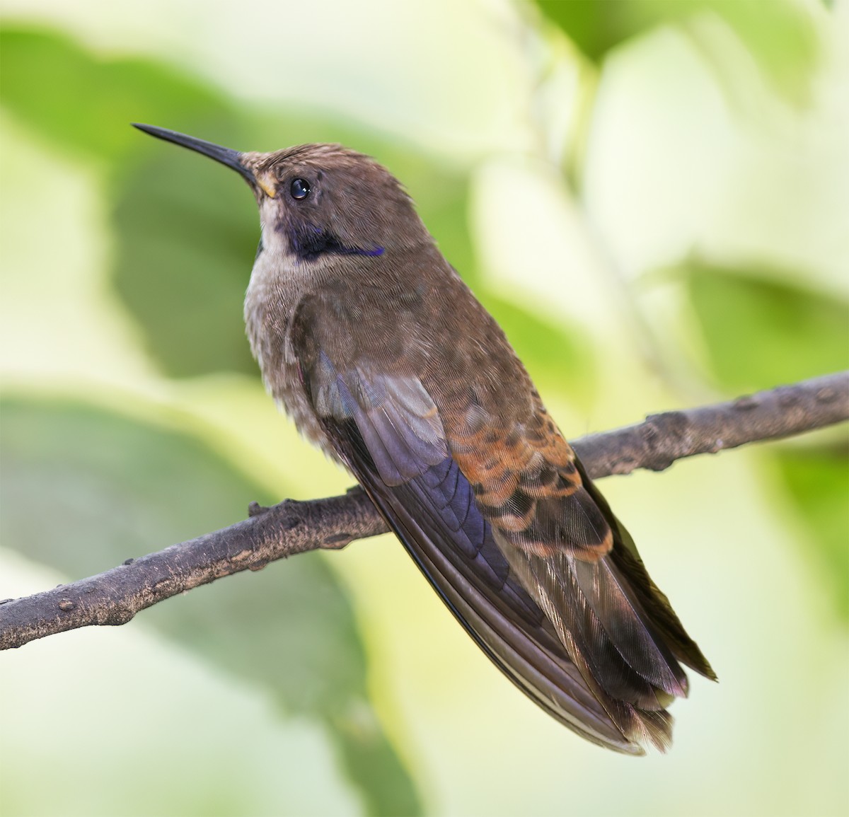 Brown Violetear - ML643932755