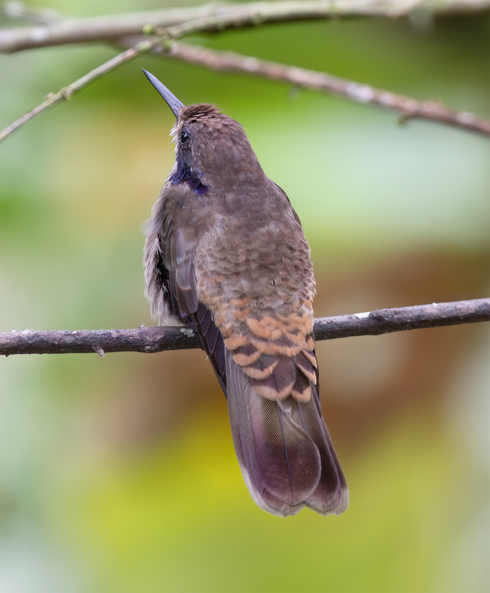 Brown Violetear - ML643932756
