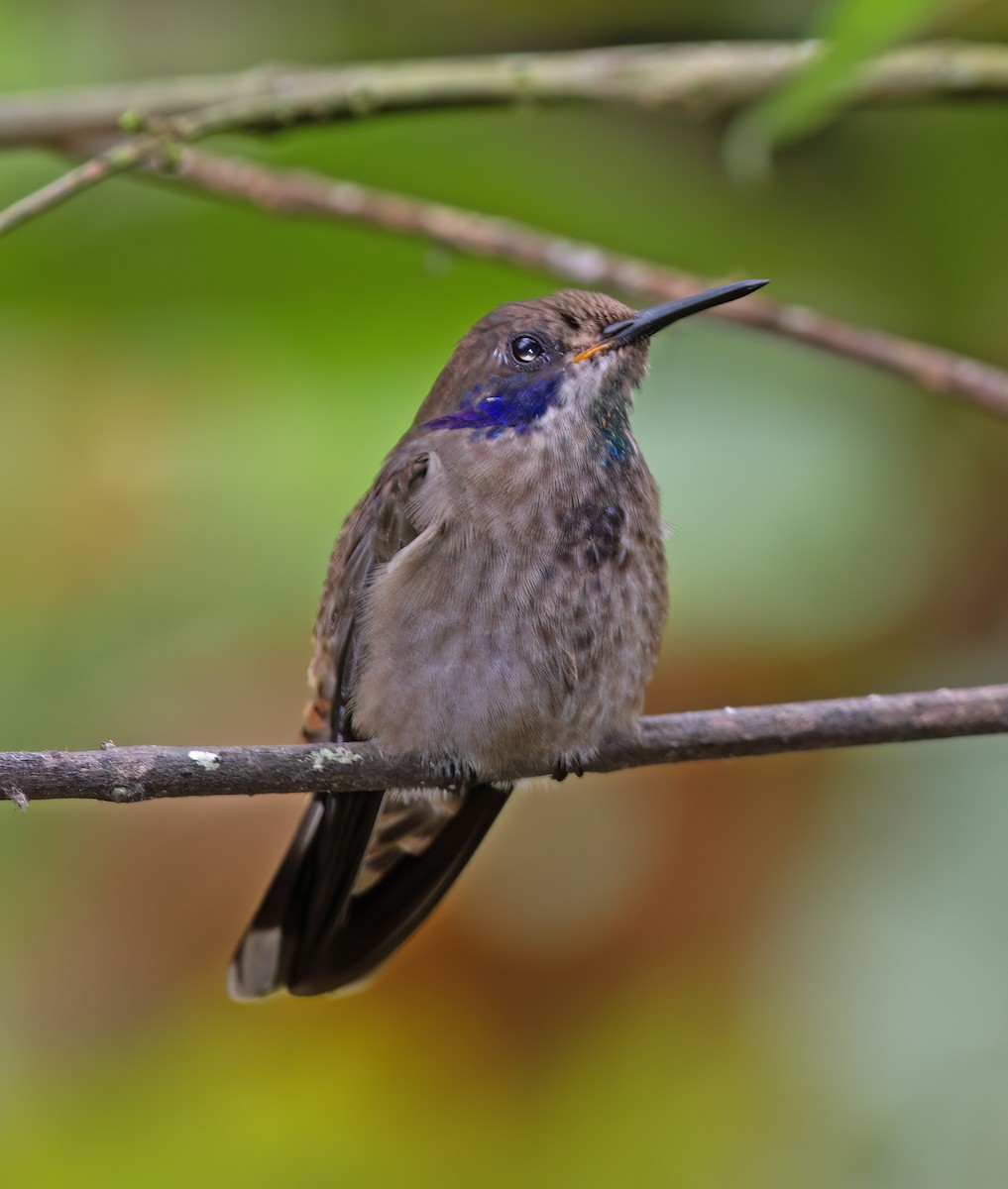Brown Violetear - ML643932758