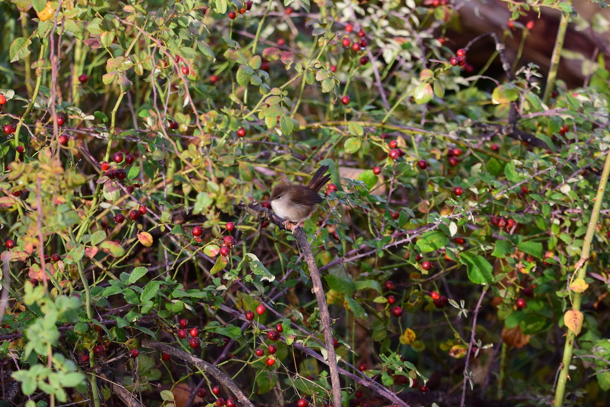 Cetti's Warbler - ML643932767