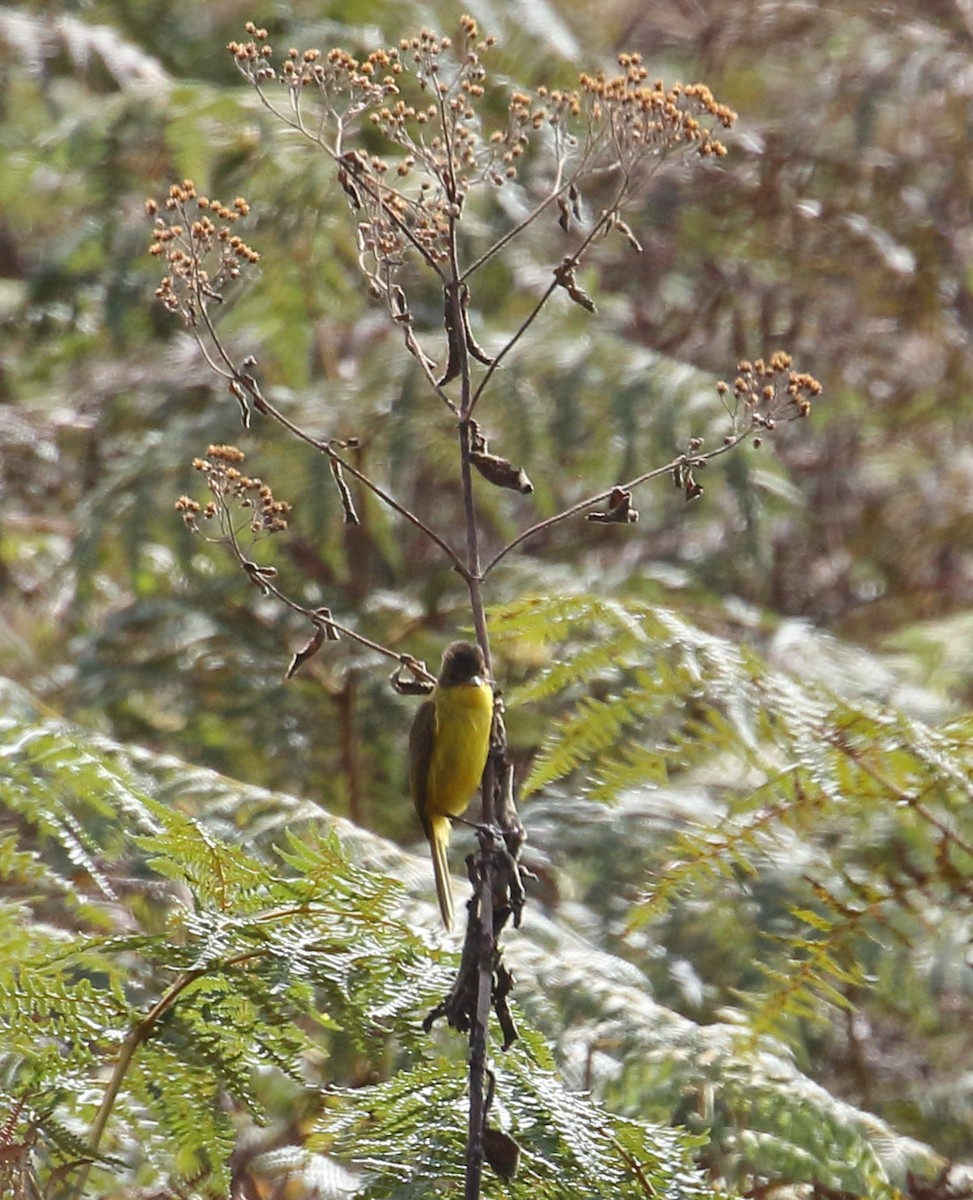 Hypolaïs jaune - ML643932769