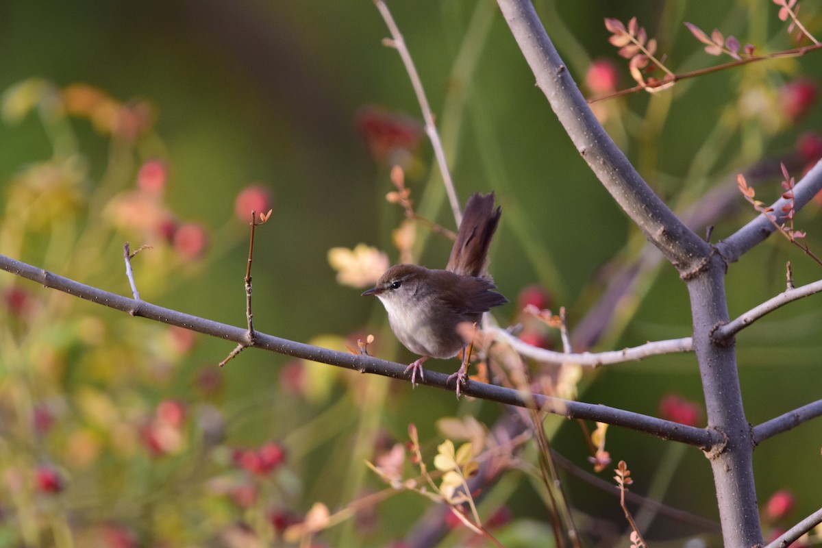 Cetti's Warbler - ML643932790