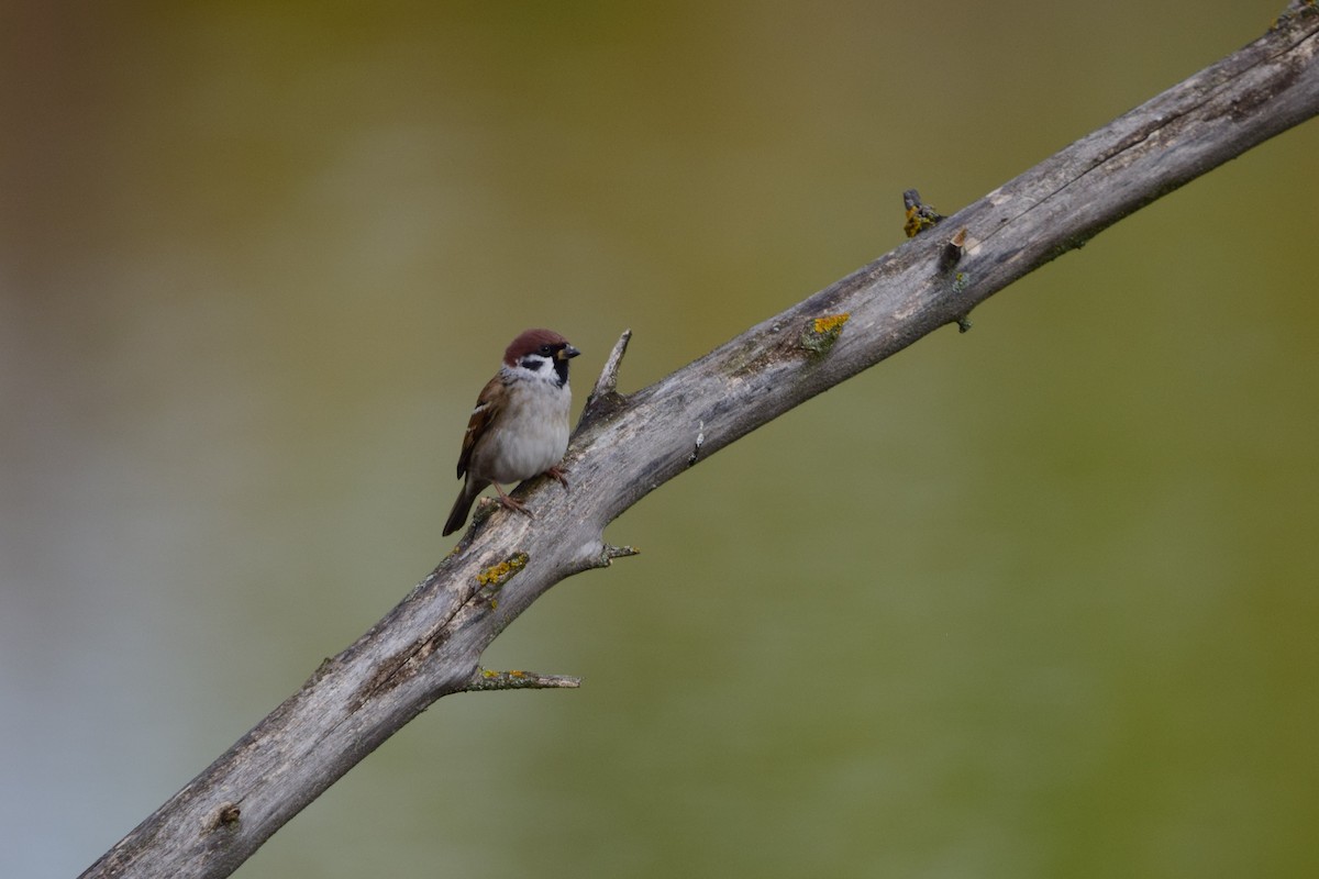 Passera mattugia - ML643932807