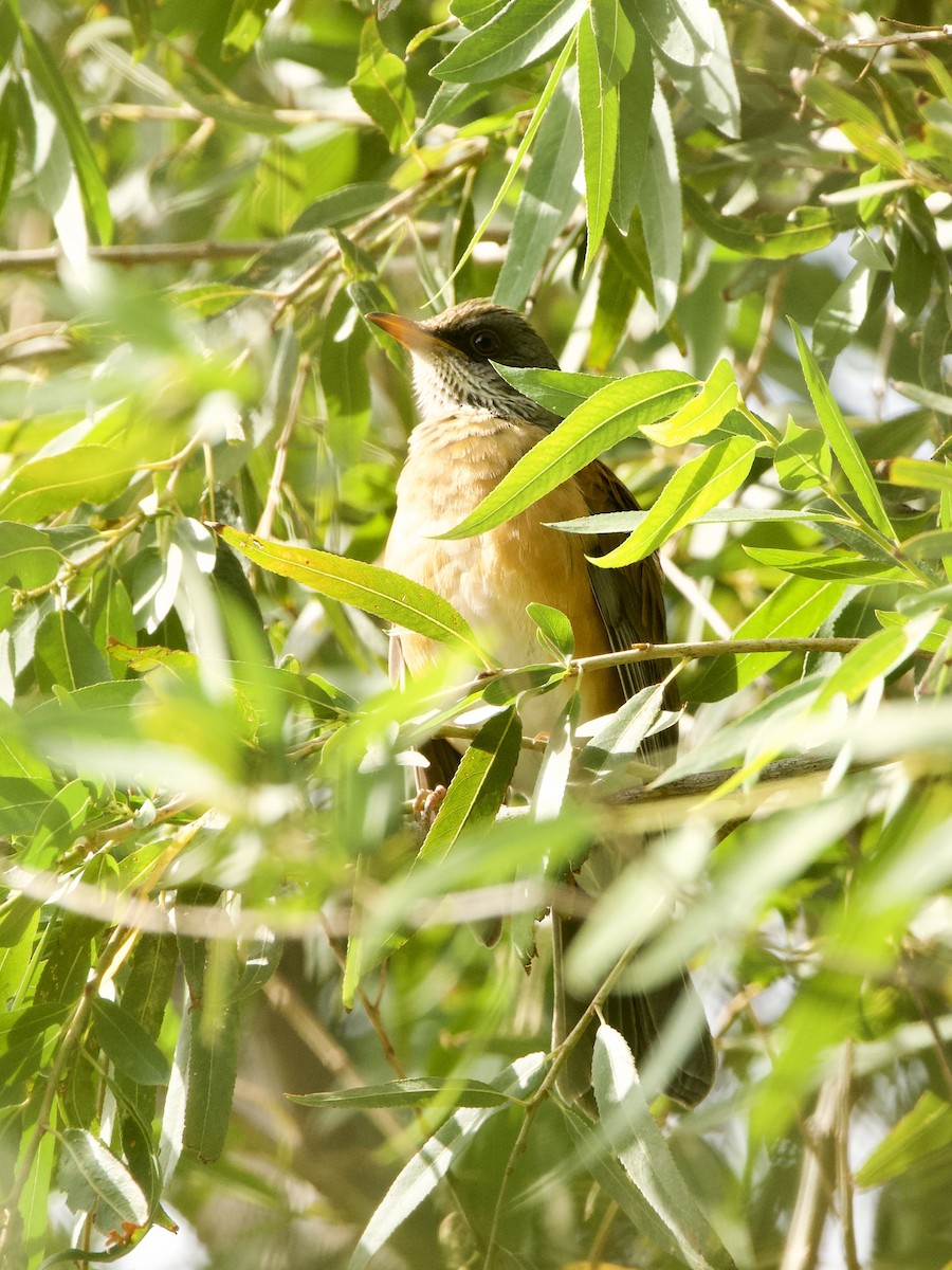 Rufous-backed Robin - ML643932816