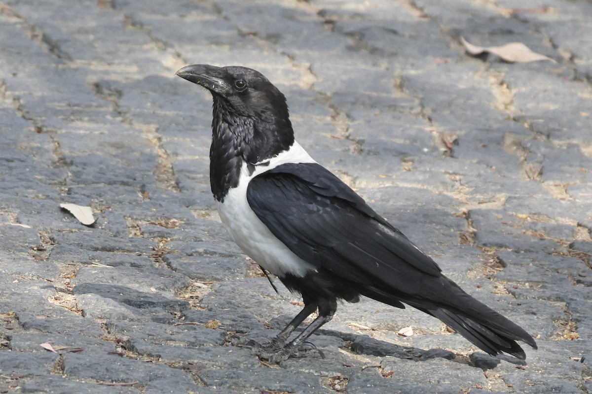 Pied Crow - ML643932864