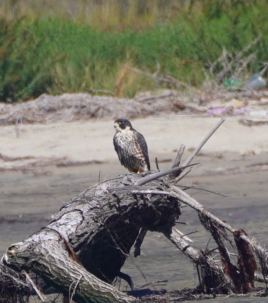 Faucon pèlerin - ML643932877