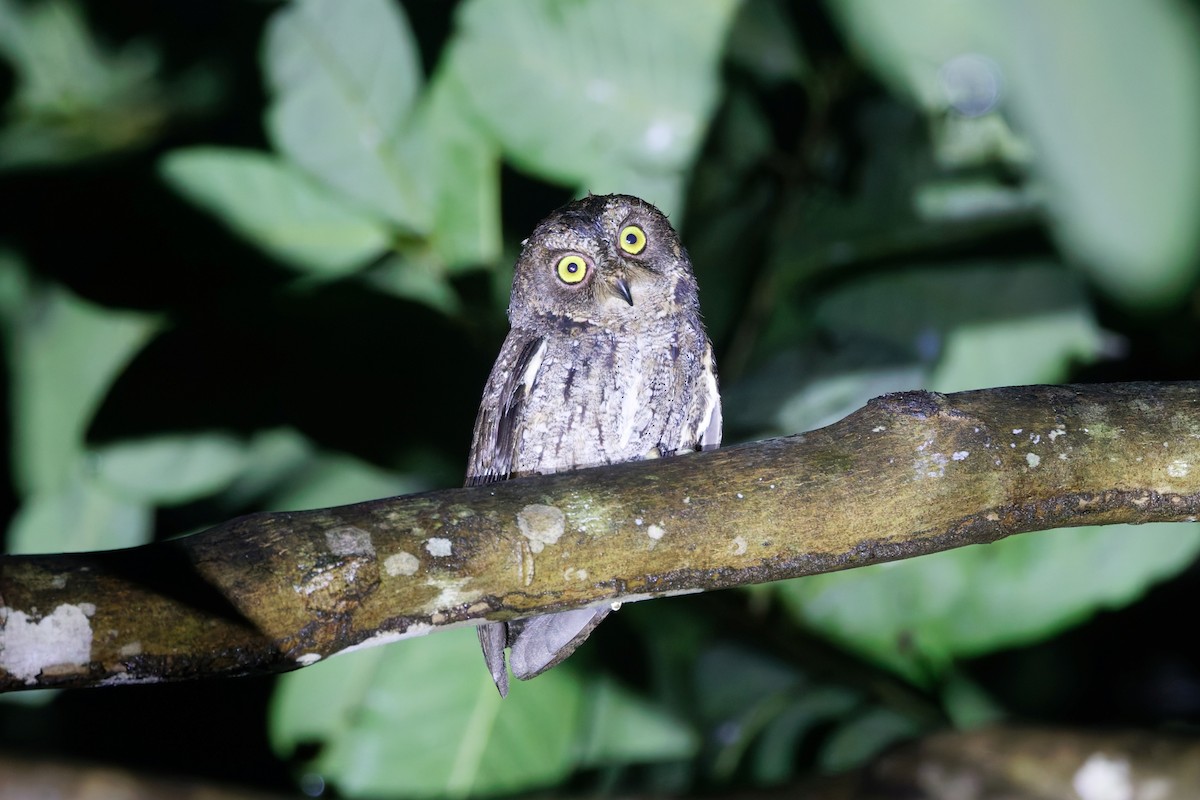 Banggai Scops-Owl - ML643932881