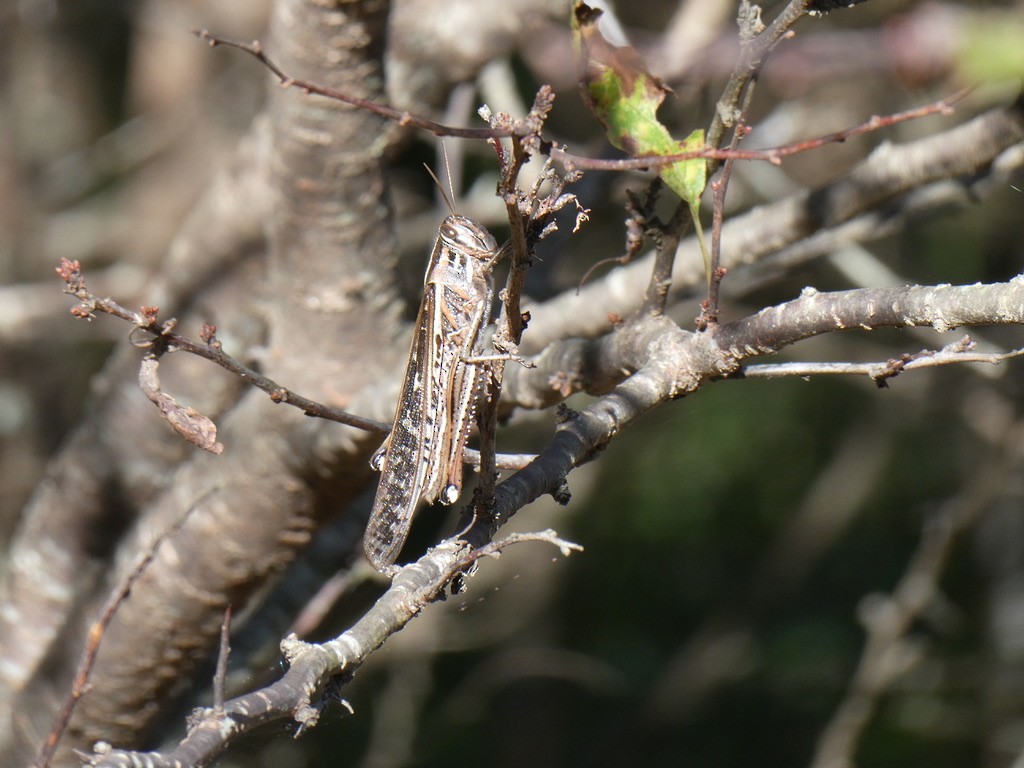 American Bird Grasshopper - ML643932885