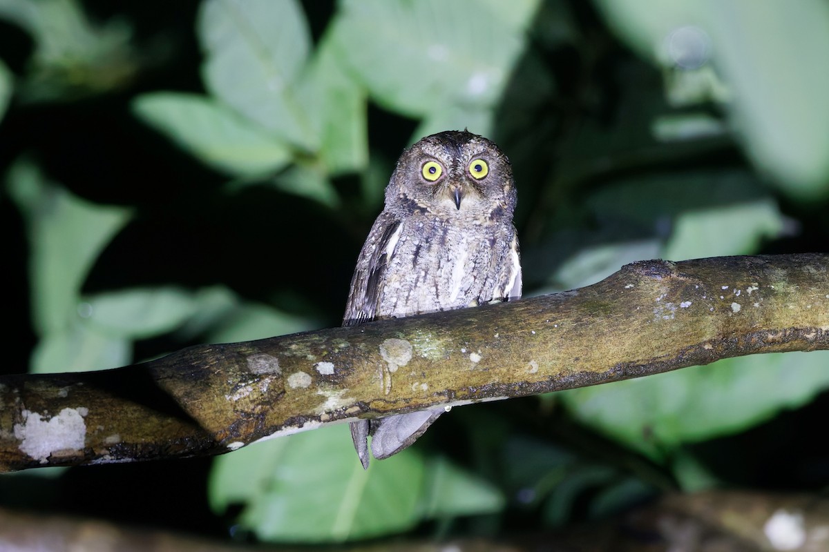 Banggai Scops-Owl - ML643932886
