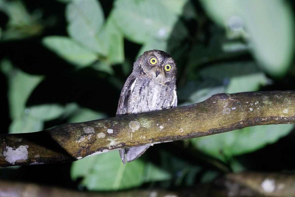 Banggai Scops-Owl - ML643932887