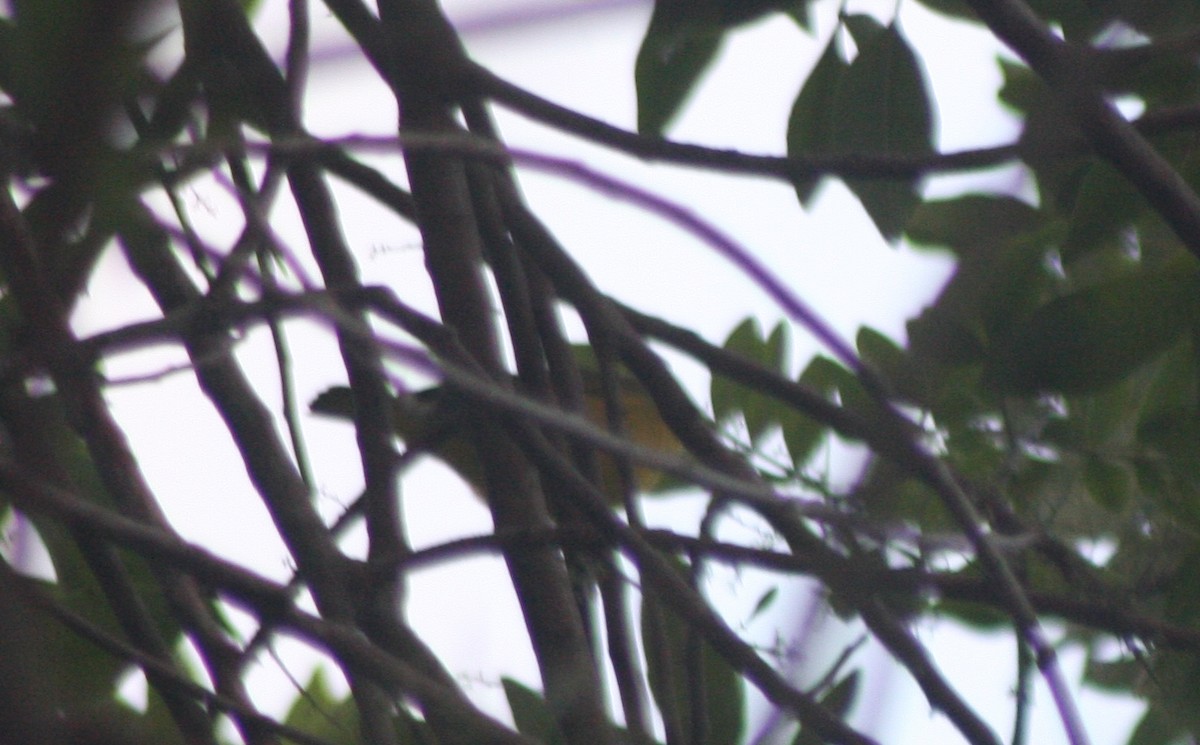 Yellow Warbler (Northern) - ML643932899
