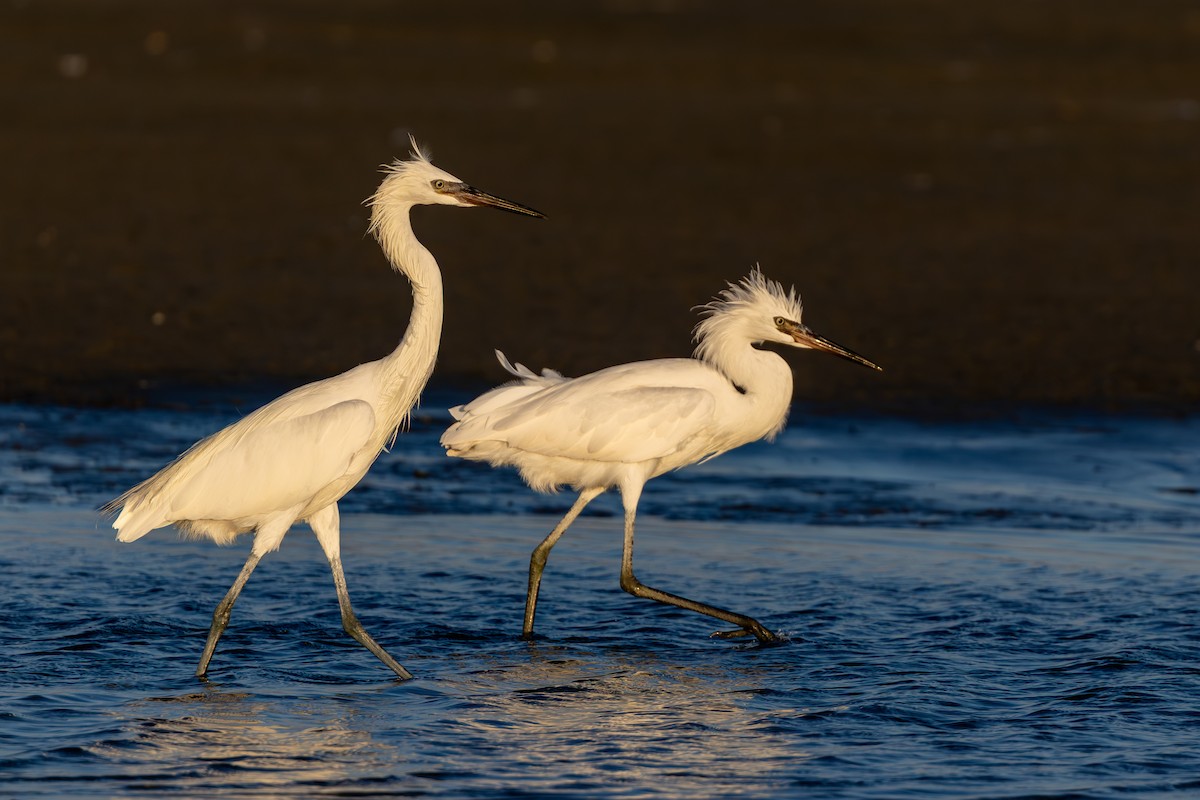 Reddish Egret - ML643932942