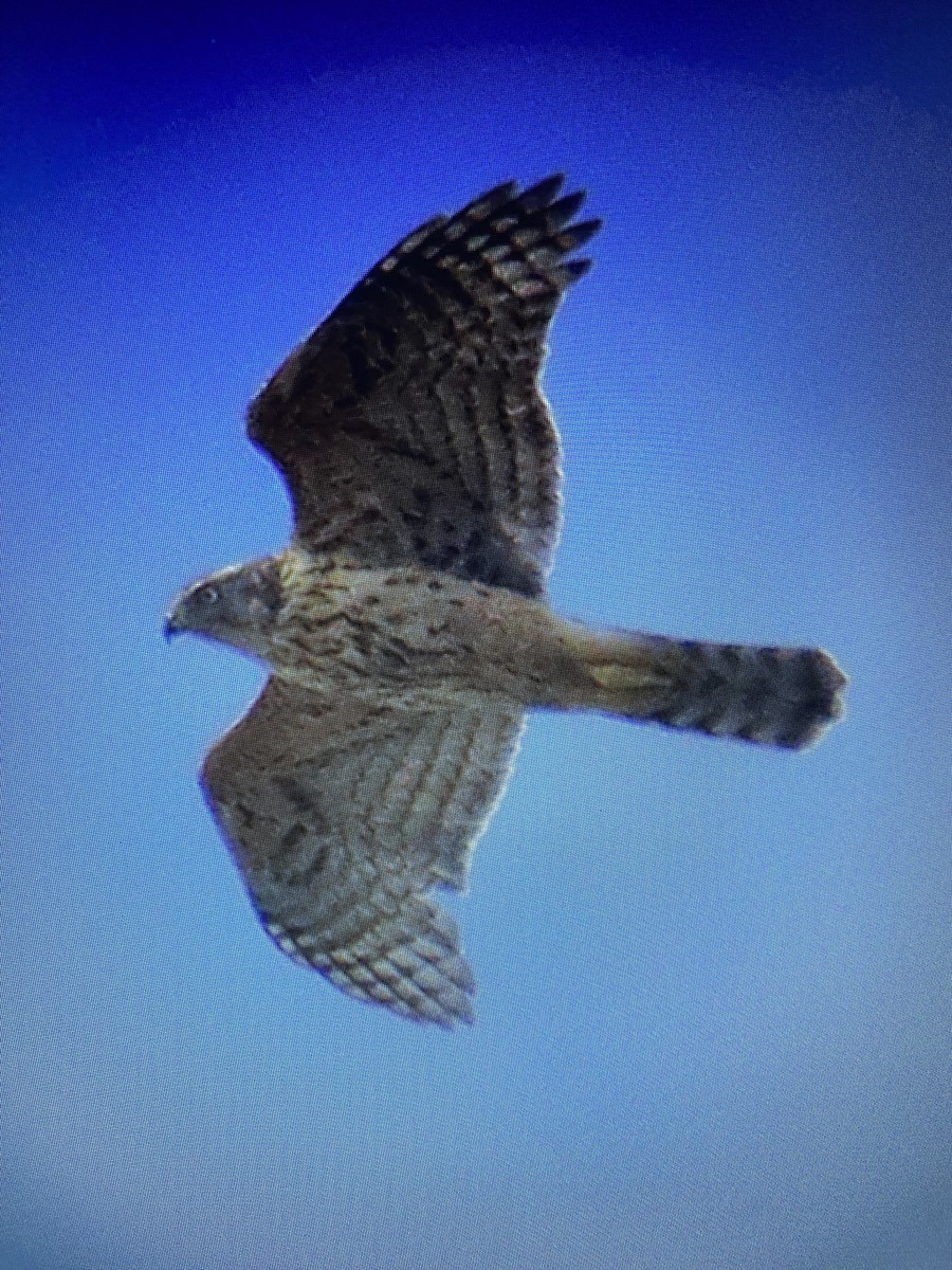 Eurasian Goshawk - ML643932944