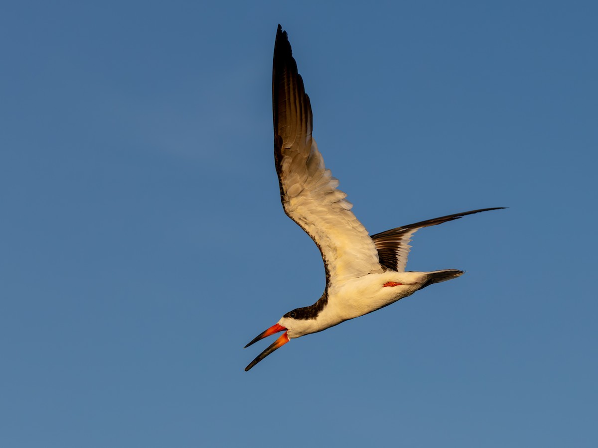 Black Skimmer - ML643932950