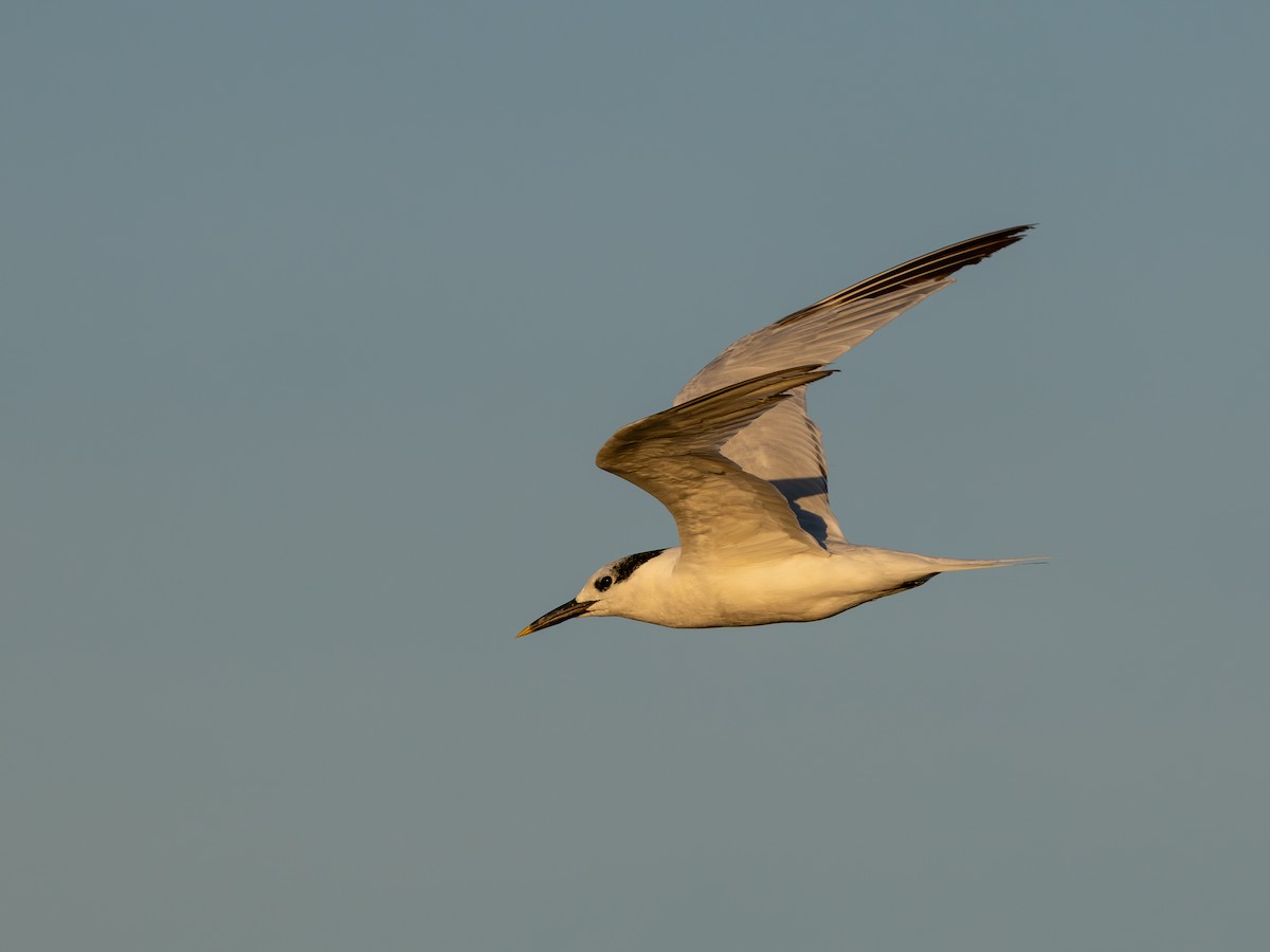 Sandwich Tern - ML643932957