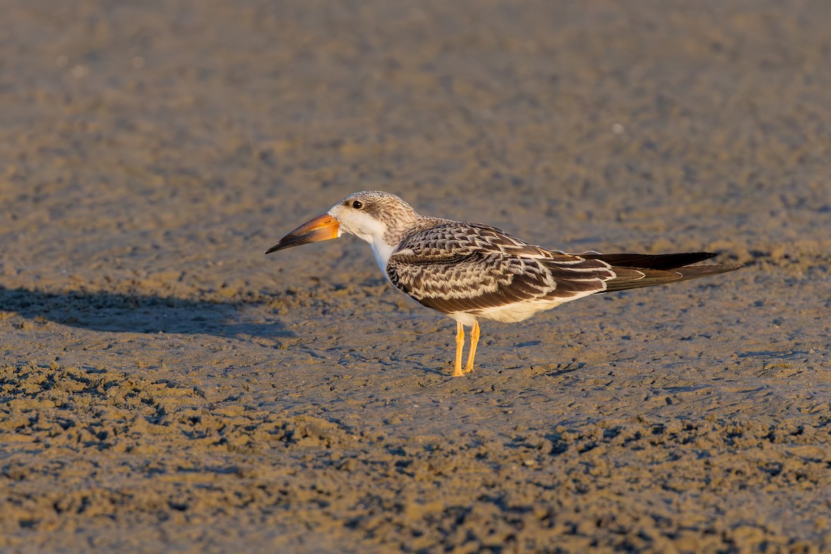 Black Skimmer - ML643932958