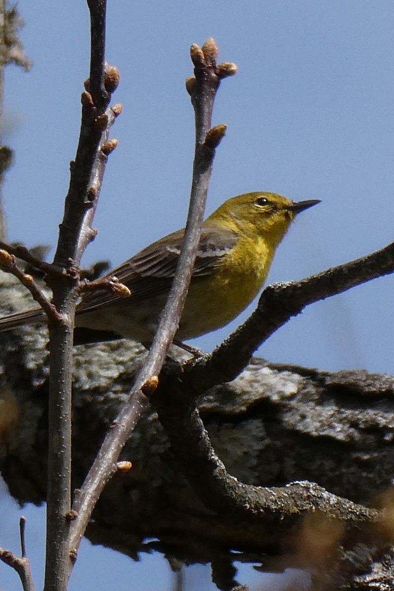 Pine Warbler - ML643932960