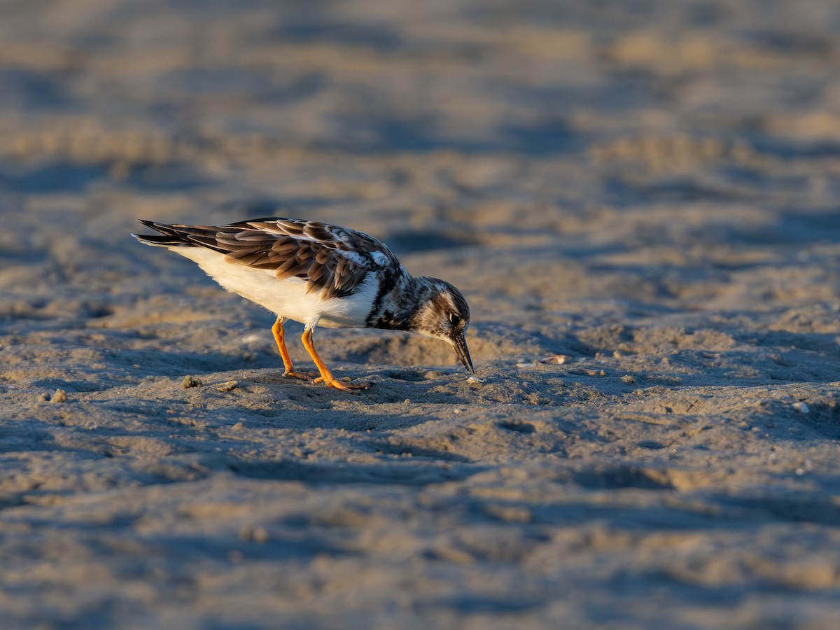 Ruddy Turnstone - ML643932964