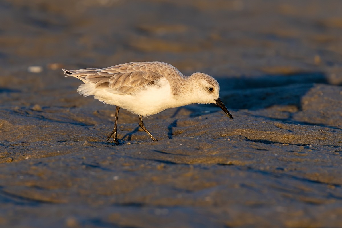 Sanderling - ML643932966