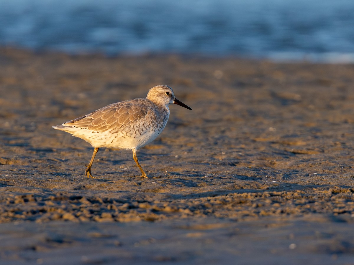 Red Knot - ML643932968