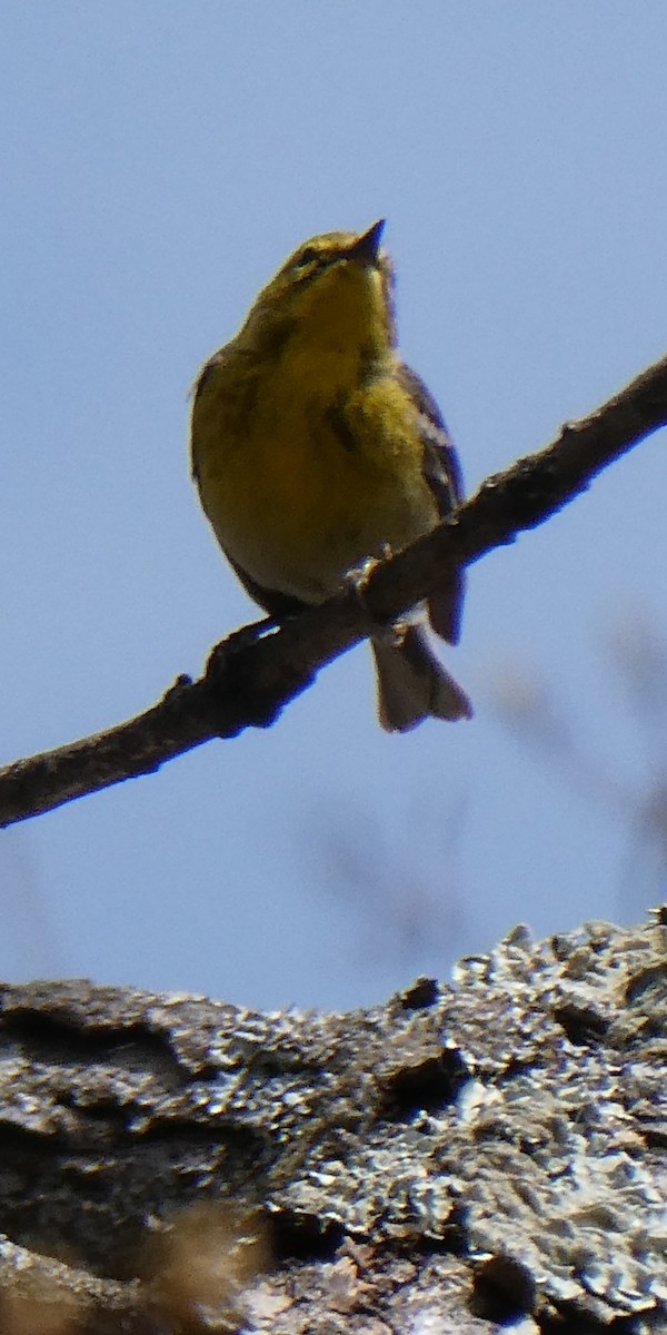 Pine Warbler - ML643932975