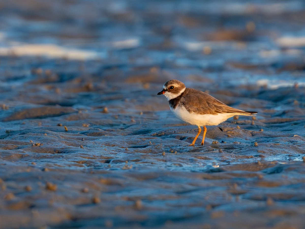 Semipalmated Plover - ML643932976
