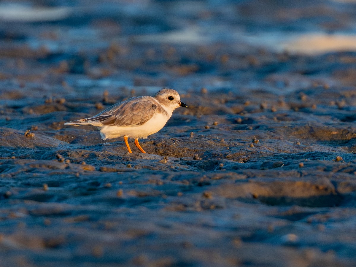 Piping Plover - ML643932978