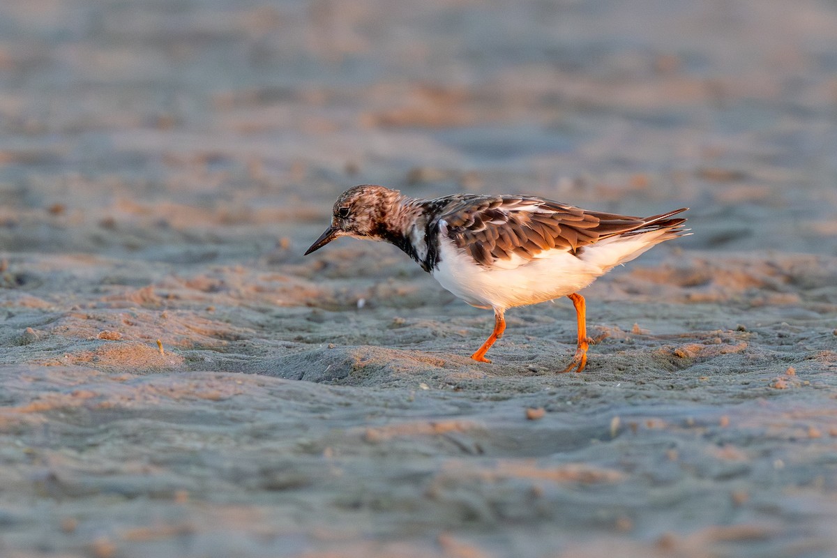 Ruddy Turnstone - ML643932984