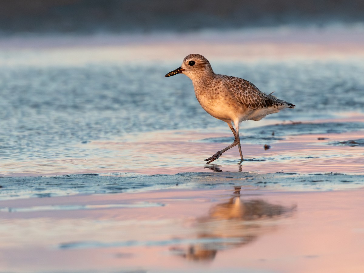 Black-bellied Plover - ML643932986
