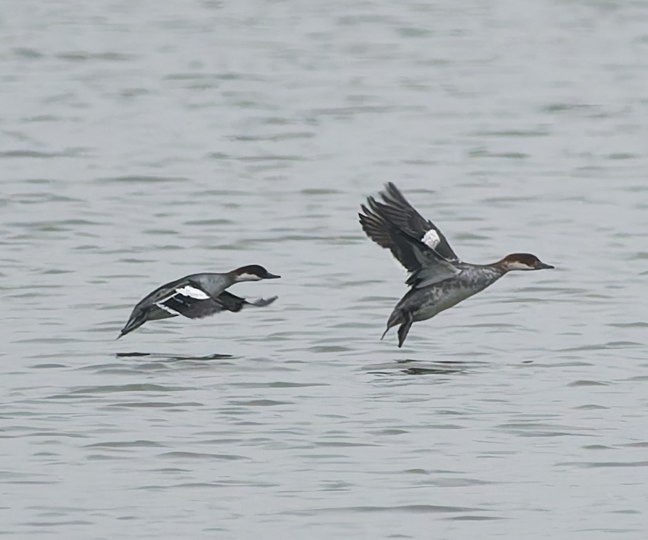 Цахиур бохио - ML643933016